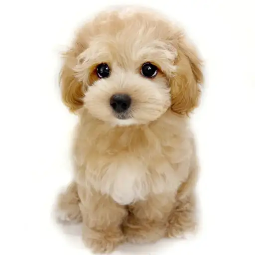 MIX(マルチーズ×トイプードル)