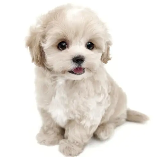 MIX（マルチーズ×トイプードル）