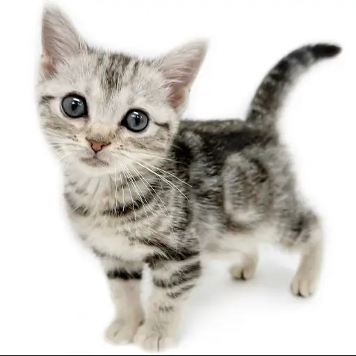 アメリカンショートヘア