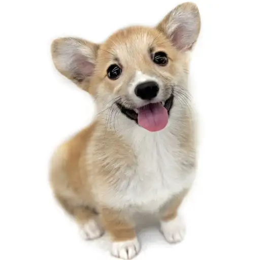 ウェルシュコーギーペンブローク