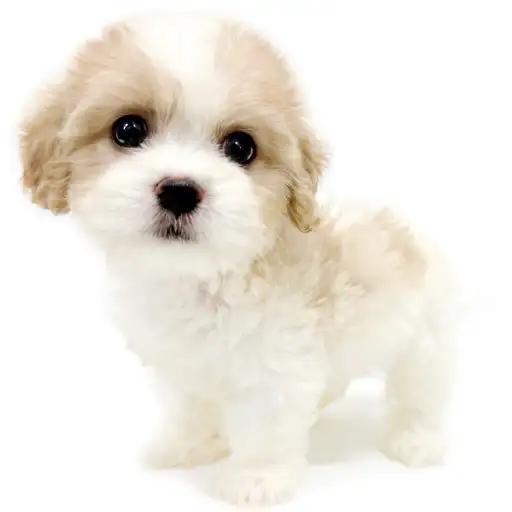 MIX（キャバリアキングチャールズスパニエル×ビションフリーゼ）