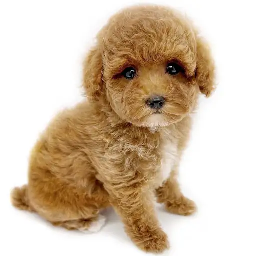 トイ・プードル