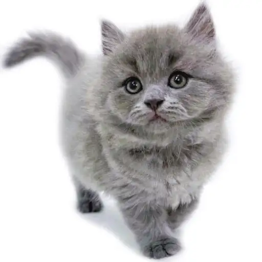 ブリティッシュロングヘア