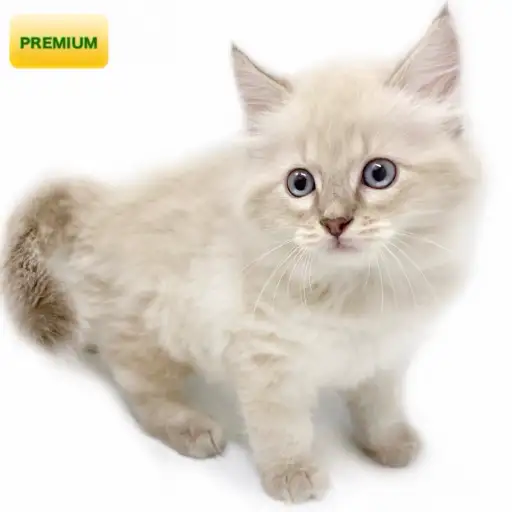 ネヴァマスカレード