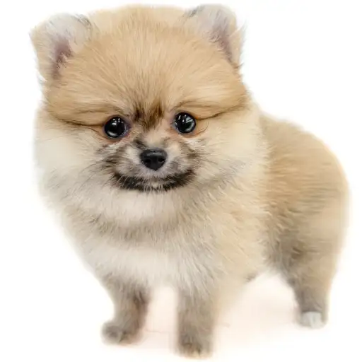 ポメラニアン