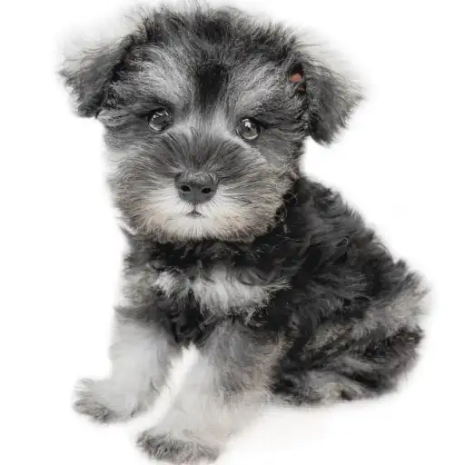 ミニチュア・シュナウザー