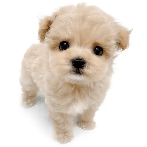 MIX（マルチーズ×トイプードル）