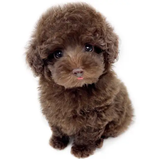 トイ・プードル