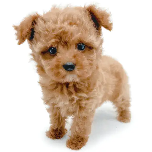 MIX（トイプードル×マルチーズ）