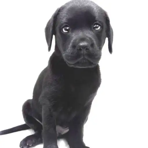 ラブラドールレトリバー