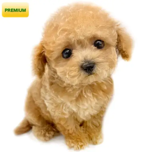 トイ・プードル