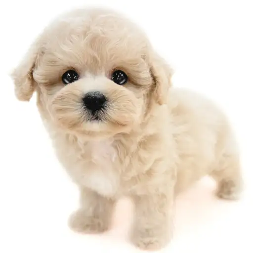 MIX(ビションフリーゼ×トイプードル)