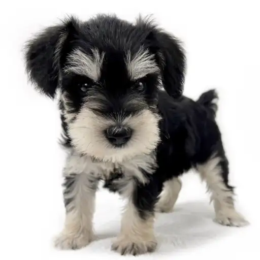 ミニチュア・シュナウザー