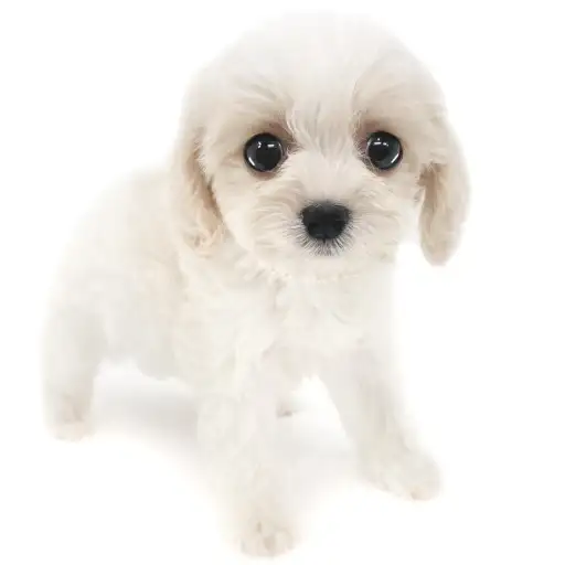 MIX（キャバリアキングチャールズスパニエル×ビションフリーゼ）