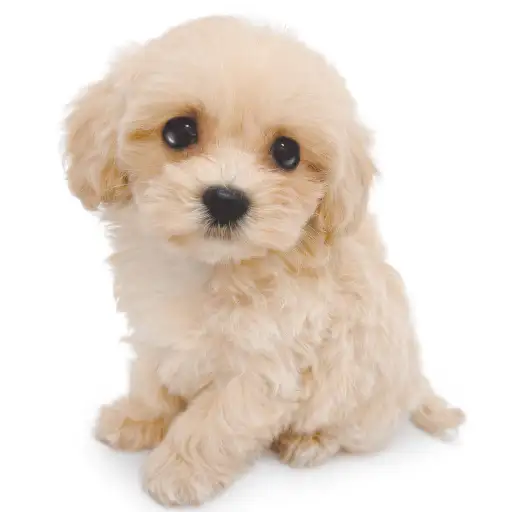 MIX（マルチーズ×トイプードル）