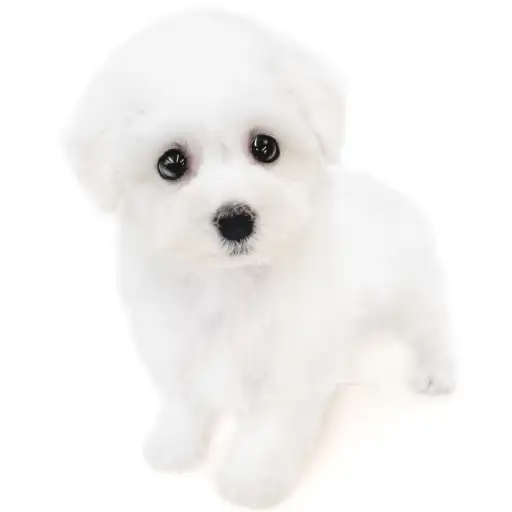 ビションフリーゼ