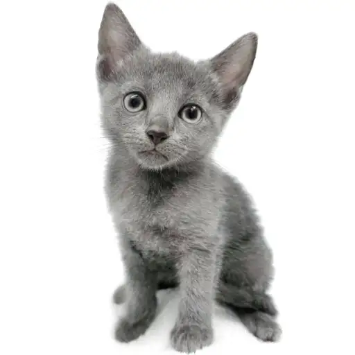 ロシアンブルー