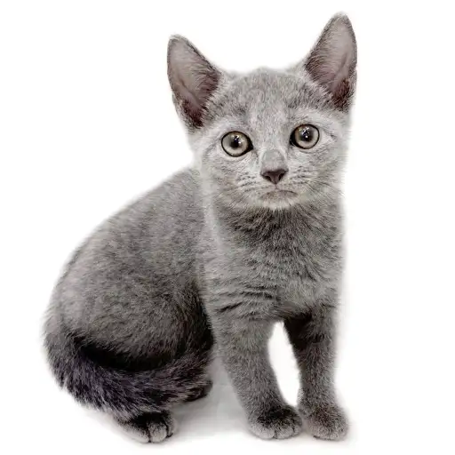 ロシアンブルー