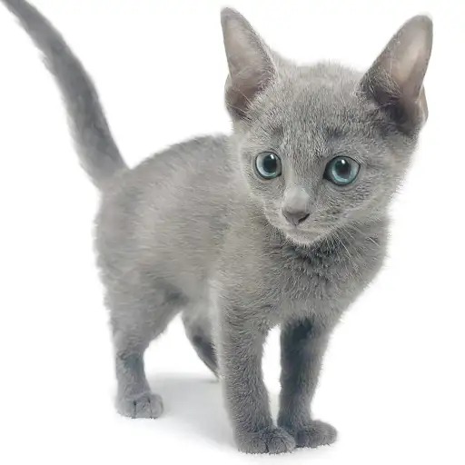 ロシアンブルー