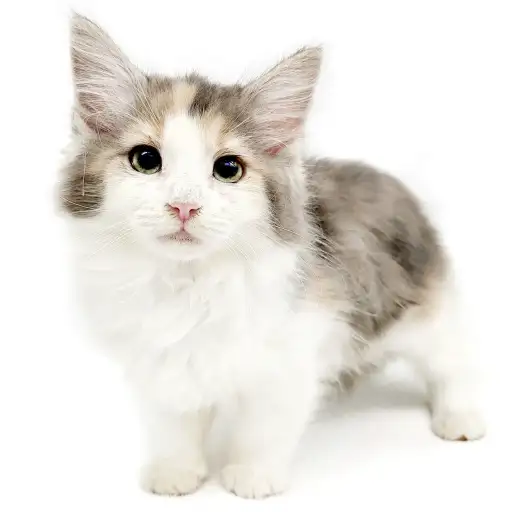 ノルウェージャンフォレストキャット