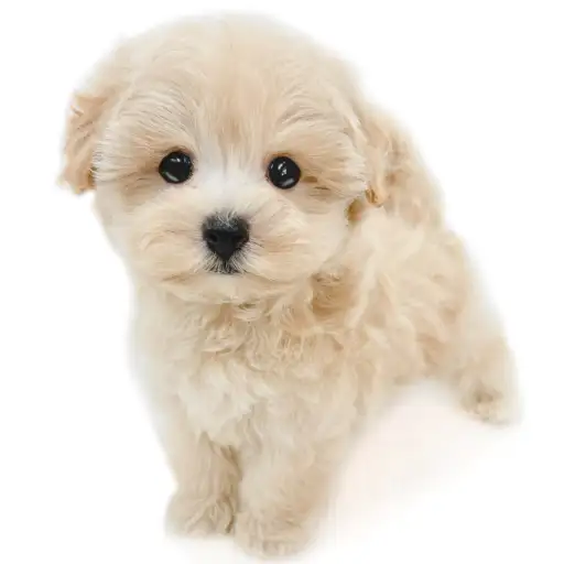 MIX（マルチーズ×トイプードル）