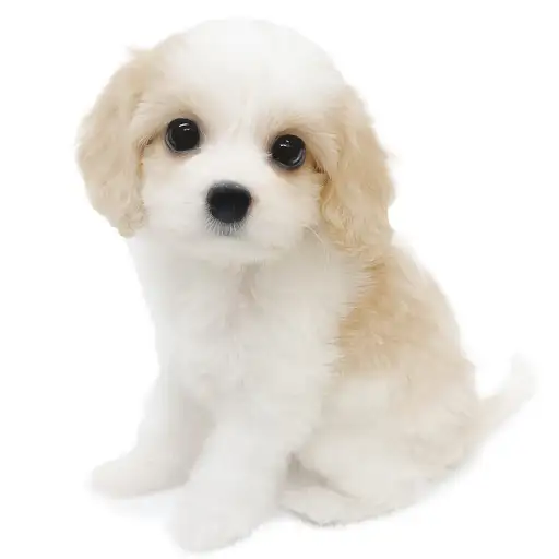 MIX（キャバリアキングチャールズスパニエル×ビションフリーゼ）