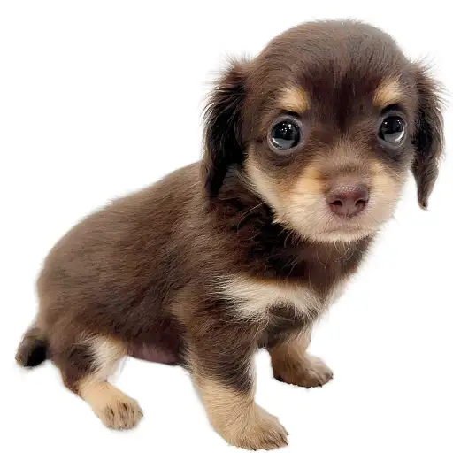 MIX(チワワ×ミニチュアダックスフント)