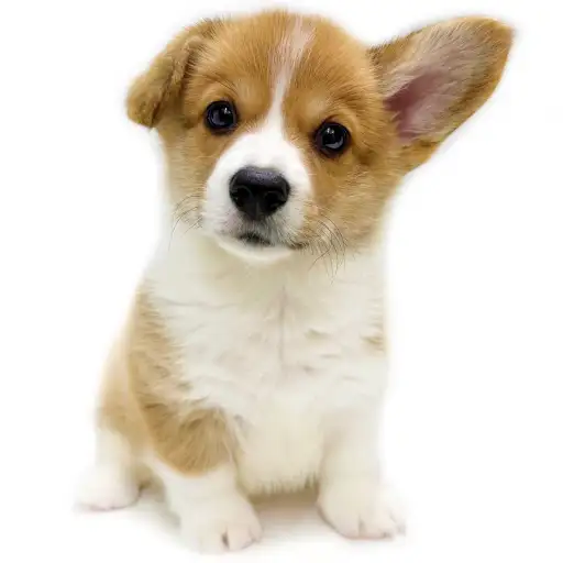 ウェルシュコーギーペンブローク