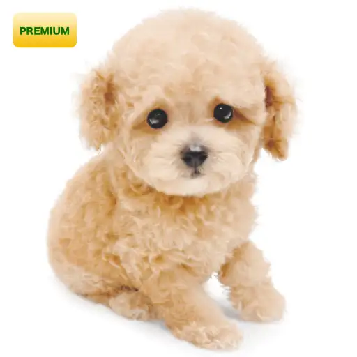 トイ・プードル