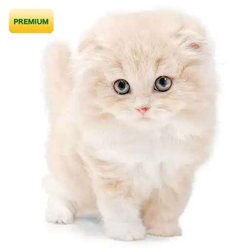 スコティッシュフォールド