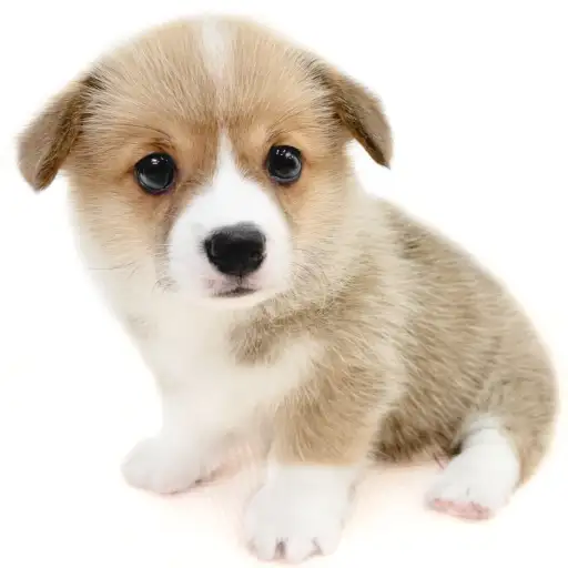 ウェルシュコーギーペンブローク