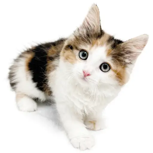 ノルウェージャンフォレストキャット