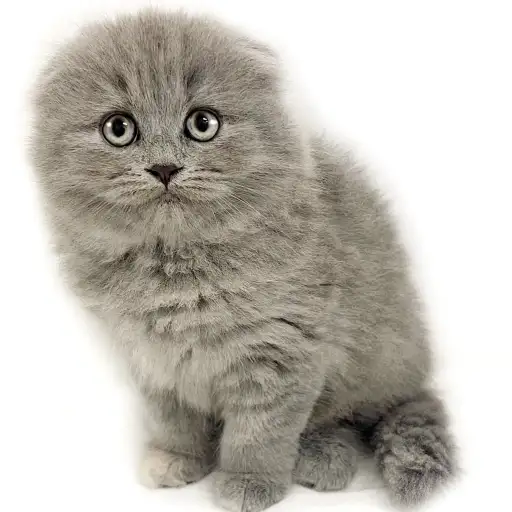 スコティッシュフォールド