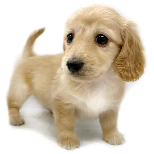 カニンヘン・ダックスフント