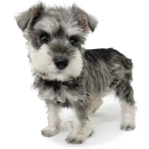 ミニチュア・シュナウザー
