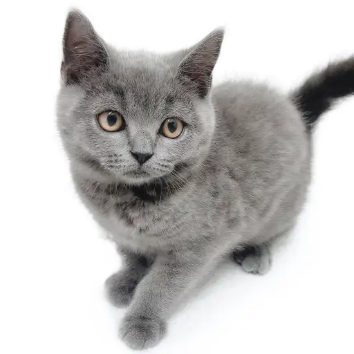 ブリティッシュショートヘア