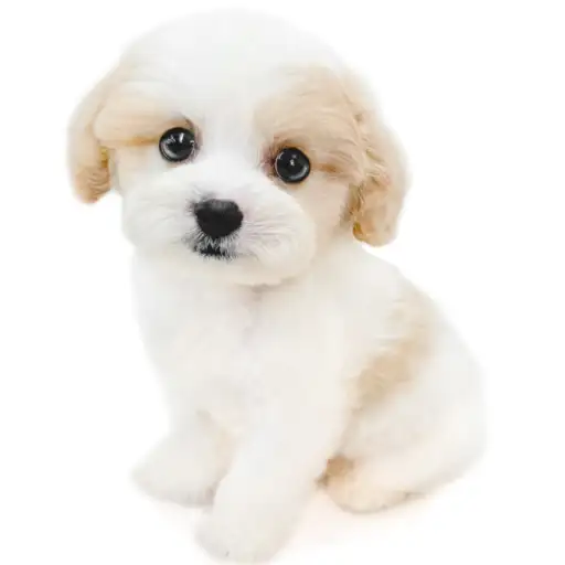 MIX(キャバリアキングチャールズスパニエル×ビションフリーゼ)