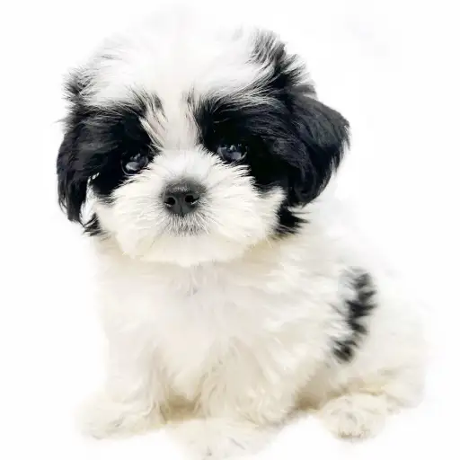 MIX(マルチーズ×シーズー)