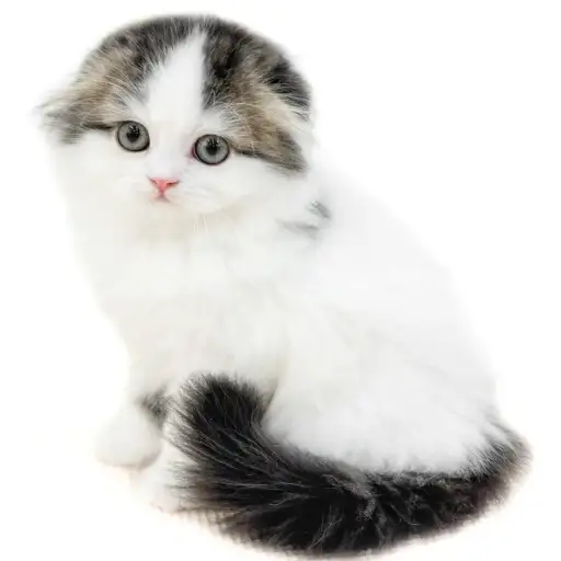 スコティッシュフォールド