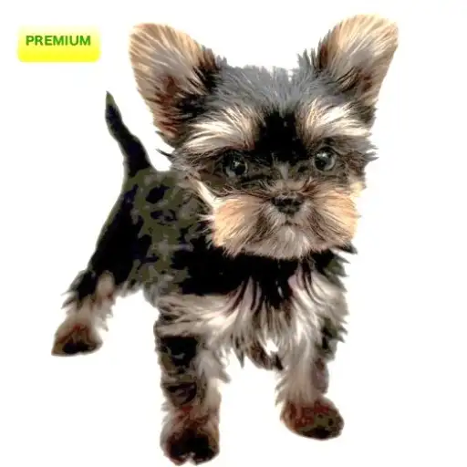 ヨークシャーテリア