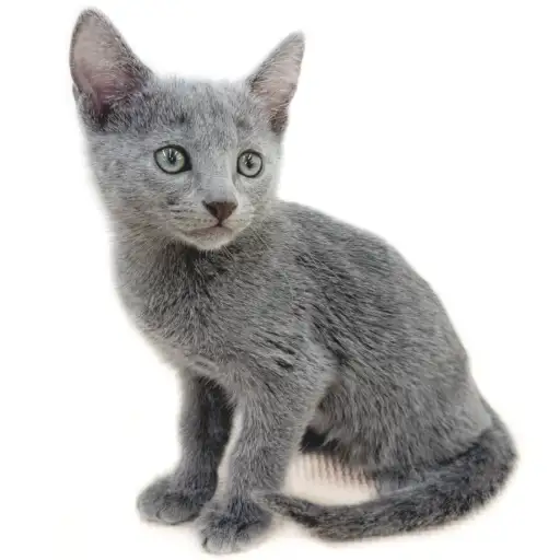 ロシアンブルー