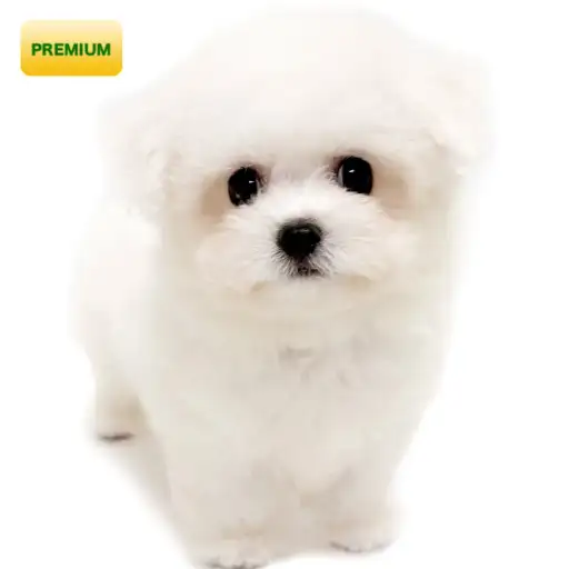 ビションフリーゼ