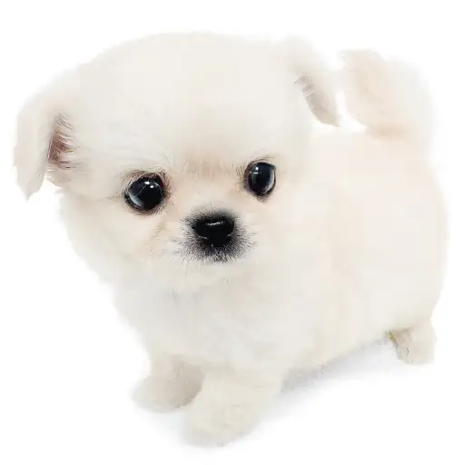 MIX(ペキニーズ×チワワ)