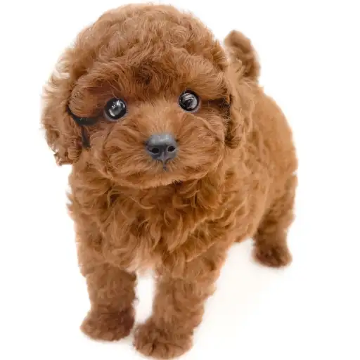 トイ・プードル