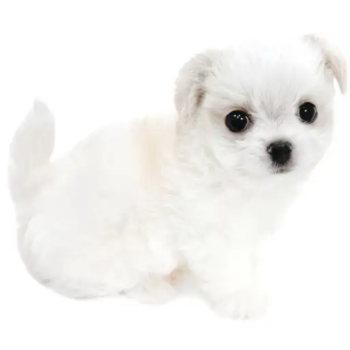 MIX(チワワ×マルチーズ)