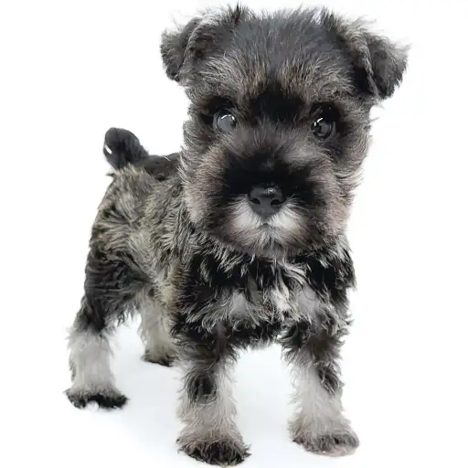 ミニチュア・シュナウザー