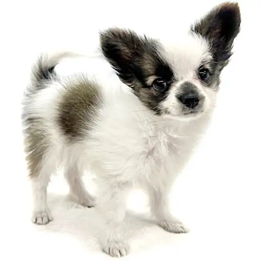 MIX(チワワ×パピヨン)