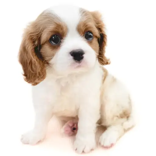 キャバリア・キングチャールズ・スパニエル