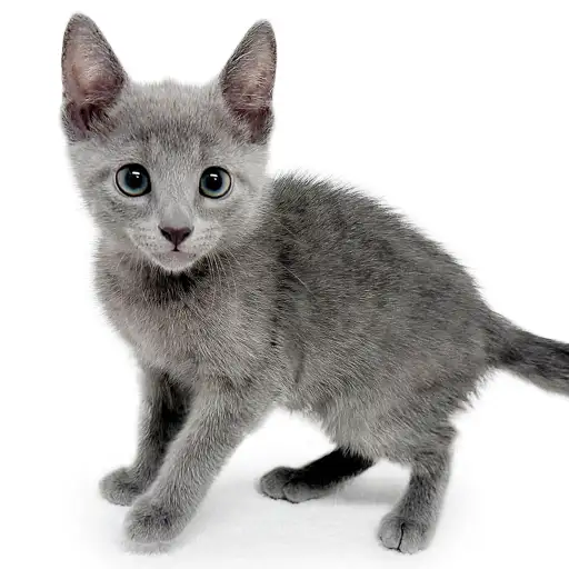 ロシアンブルー