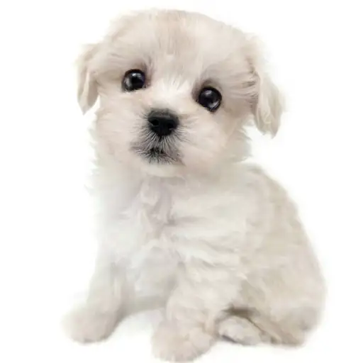 MIX(マルチーズ×トイプードル)